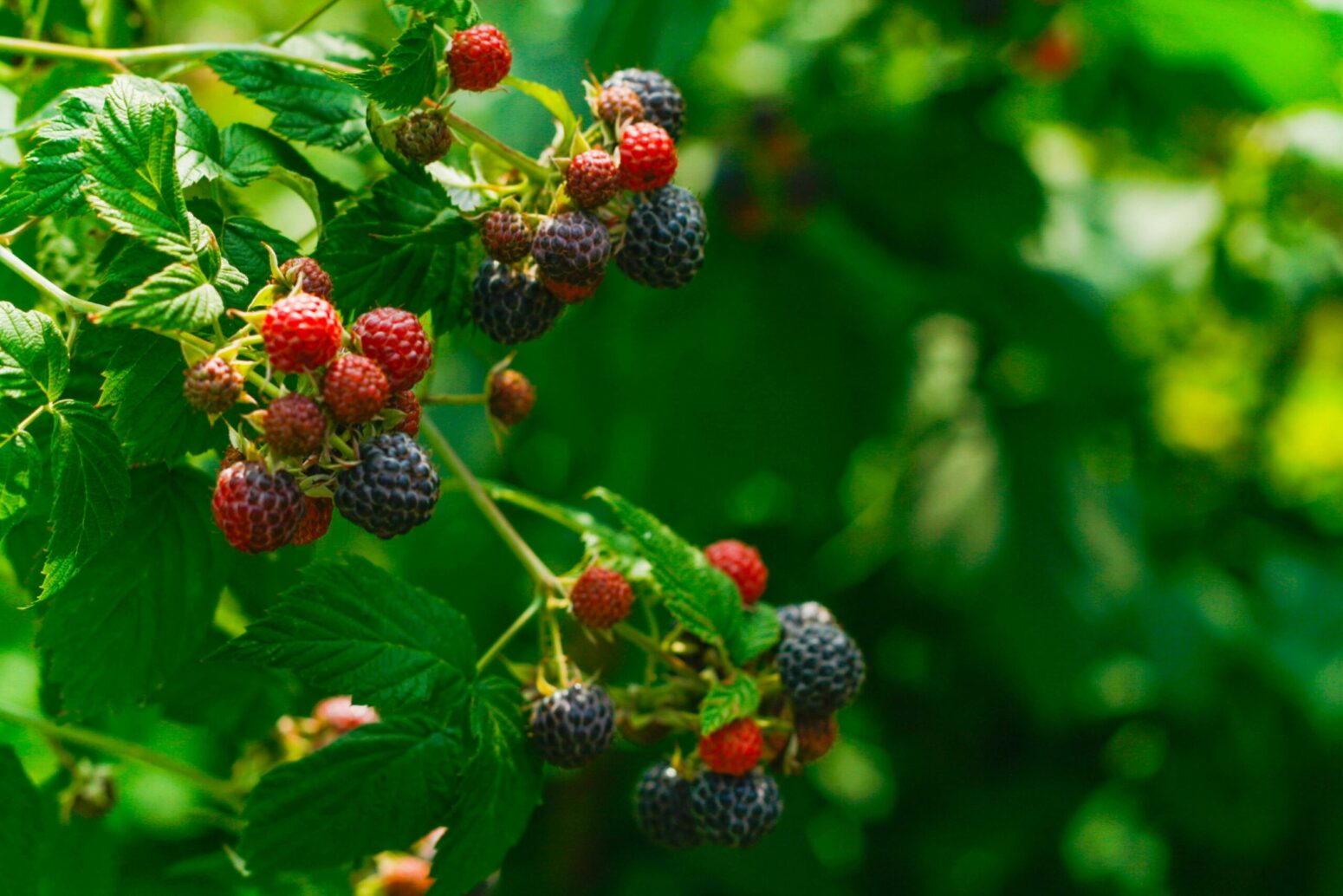 Black raspberries hanging off of a raspberry bush.
