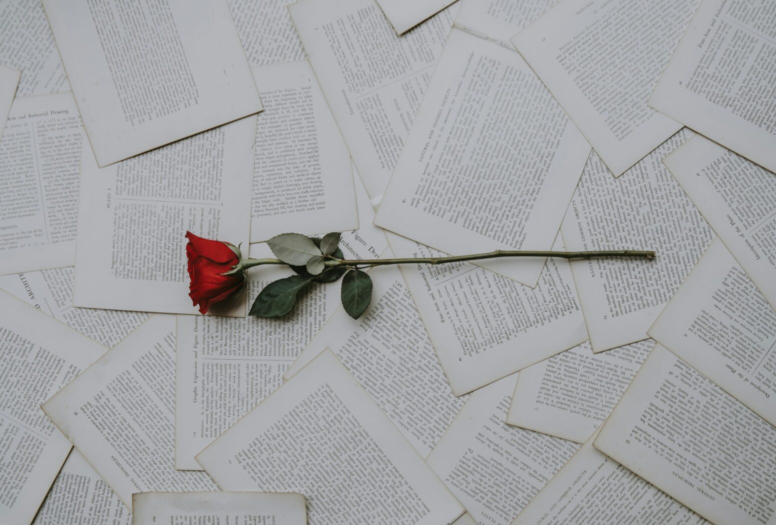 A red rose laying on top of scattered documents
