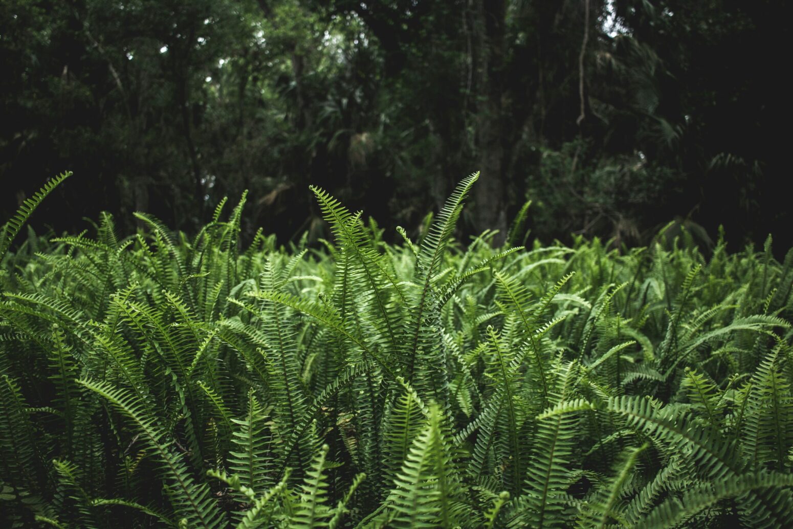 A field of ferns against a dark, forested ground.