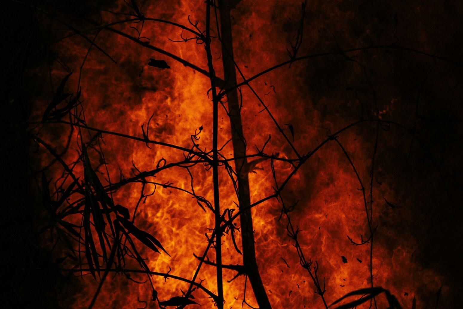 Thin, silhouetted trees against the light of a wildfire blazing in the night