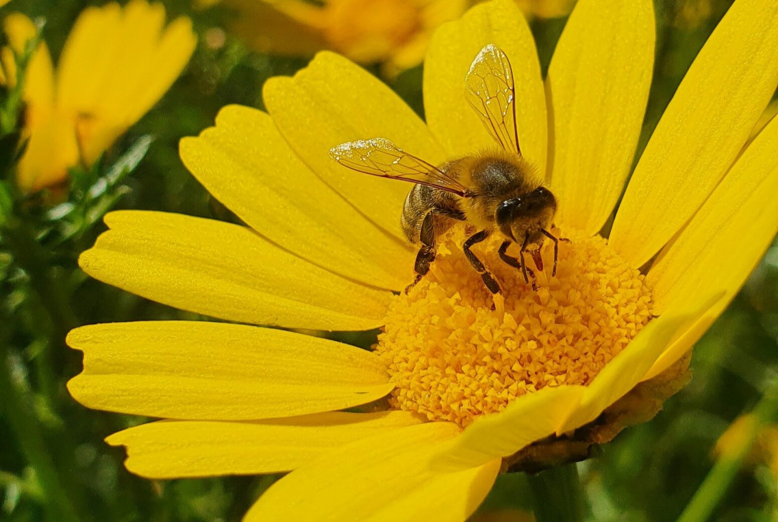 A bee sitting on a yellow flower