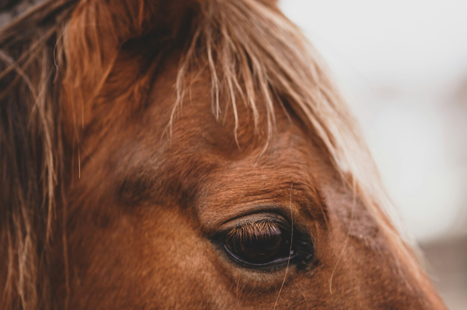 A close-up photo of a the side of a brown horse's head