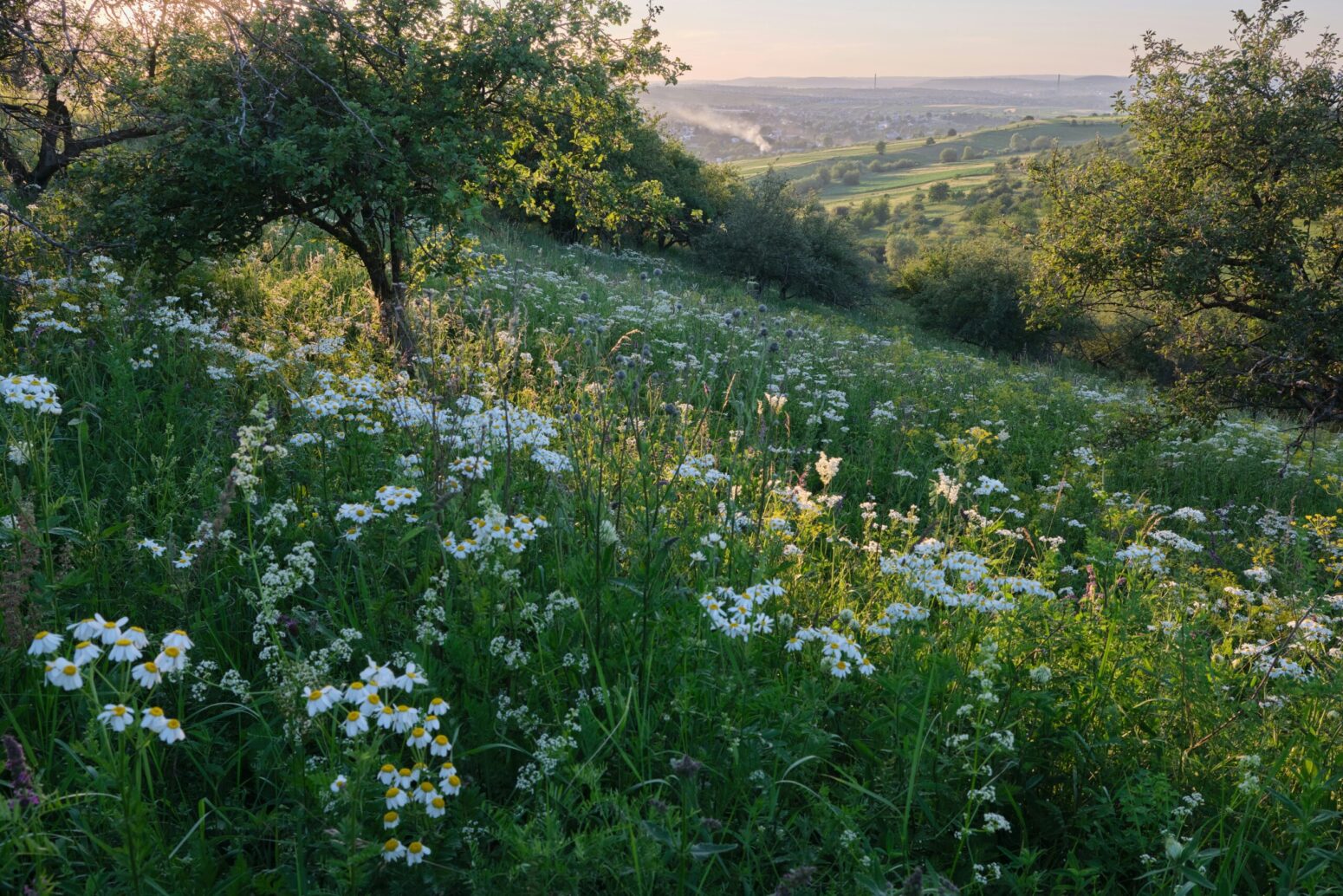 A field of daises and trees at sunset