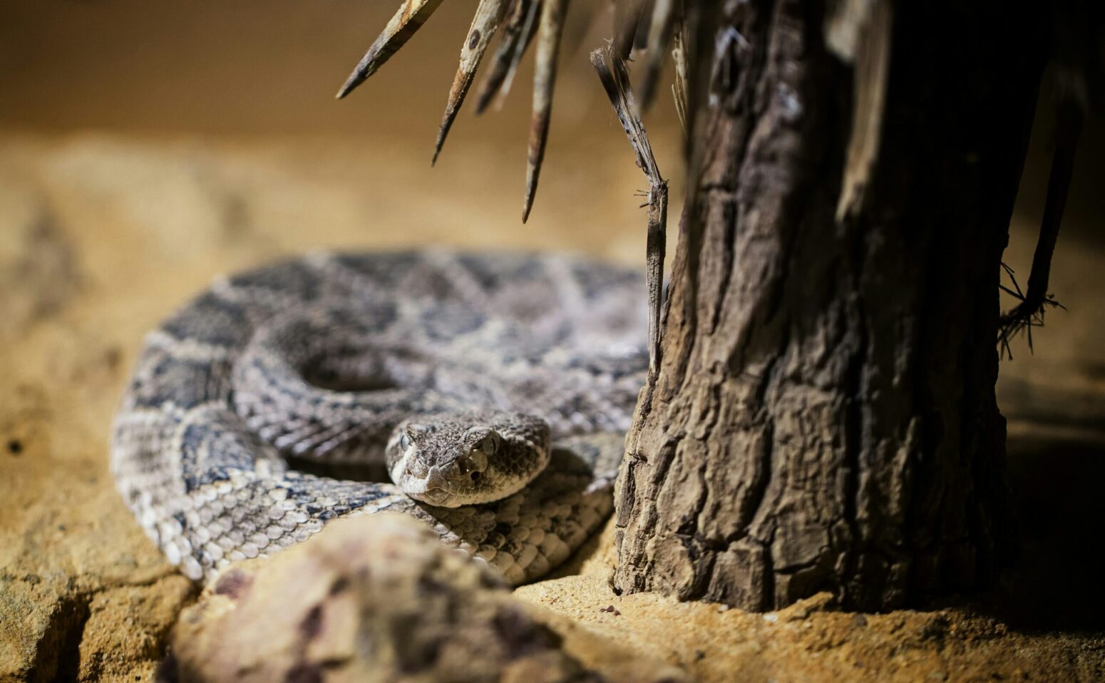 A gray rattlesnake curled up next to a dry tree