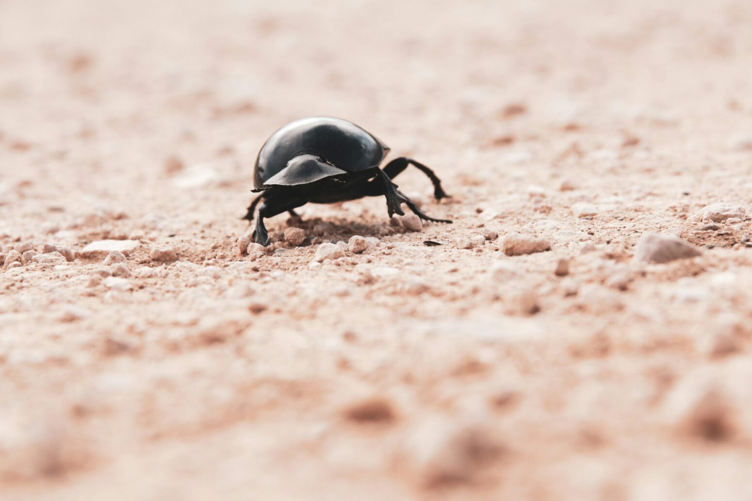 A black dung beetle, walking across the sand.