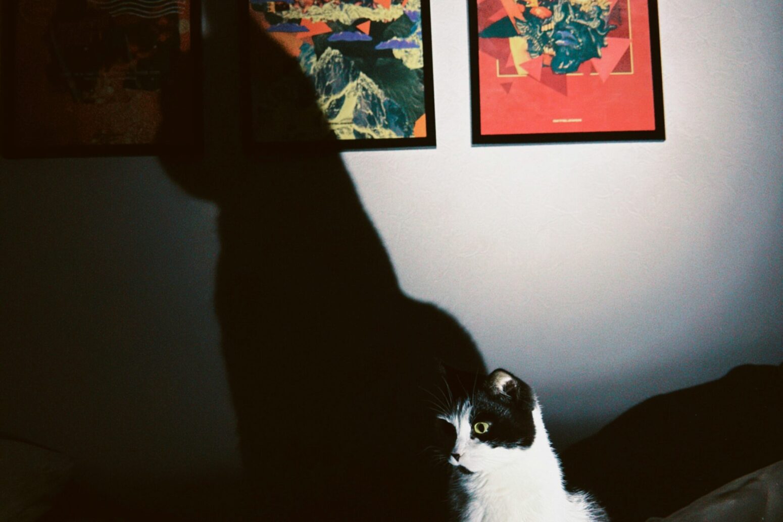 A black-and-white cat sits on a bed, casting a large shadow onto the wall behind it