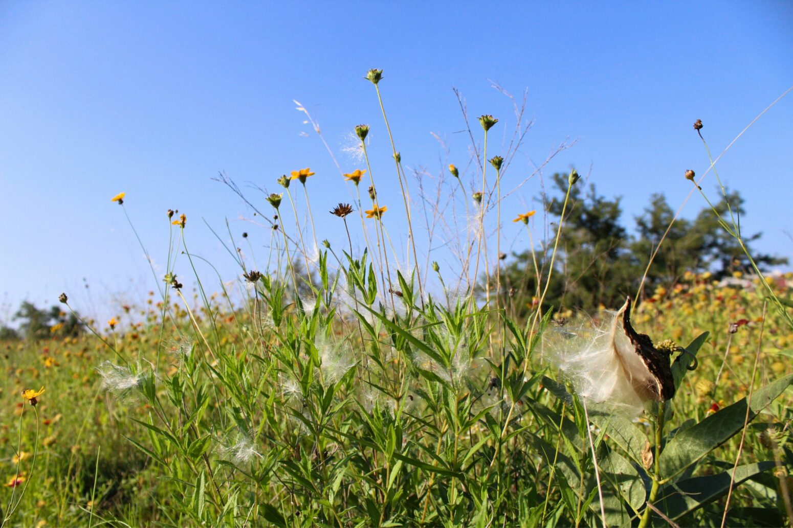 A patch of flowers in a field with silk pods in between them
