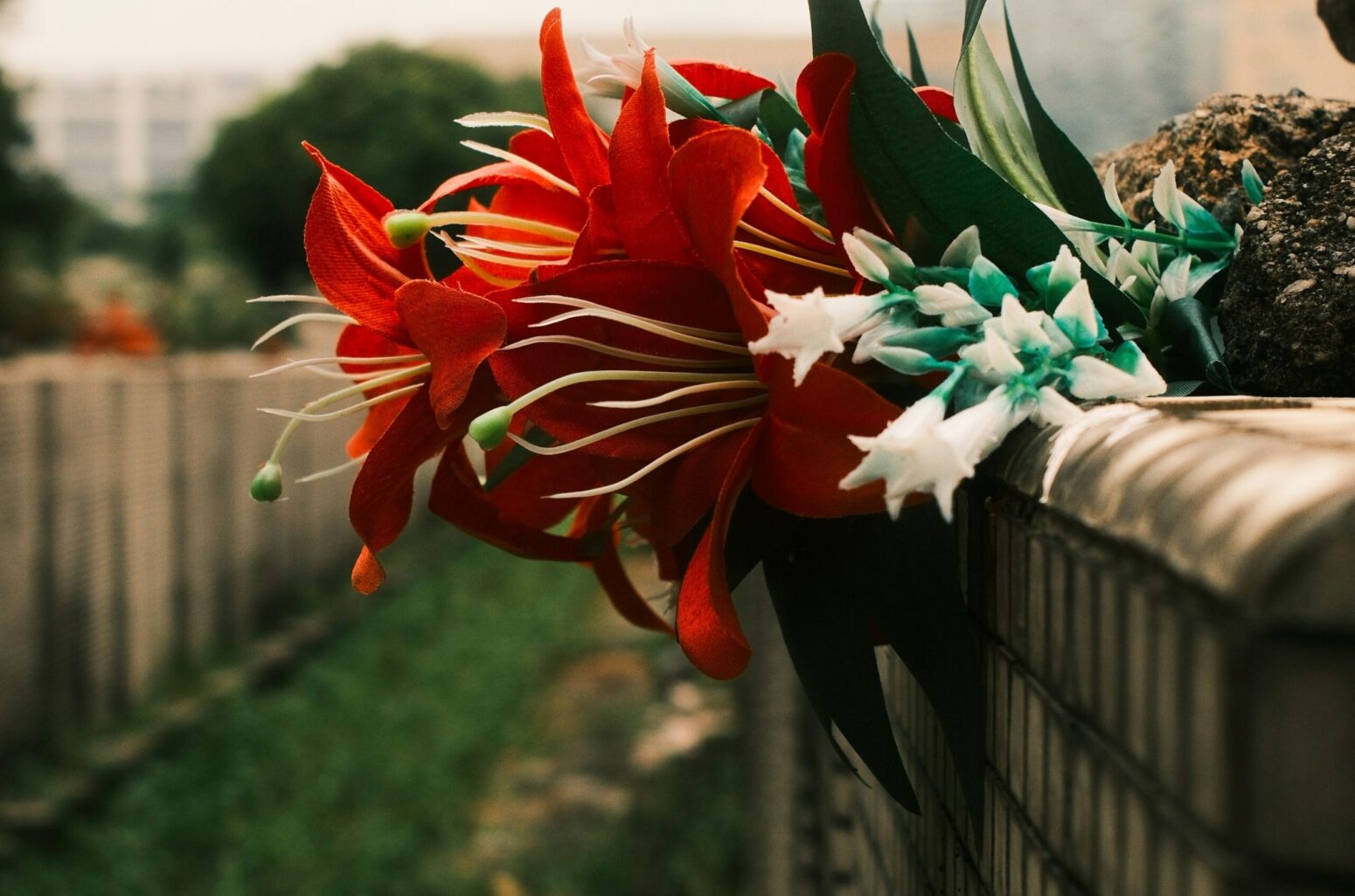 A side-view of red lilies laying on a grave in Singapore