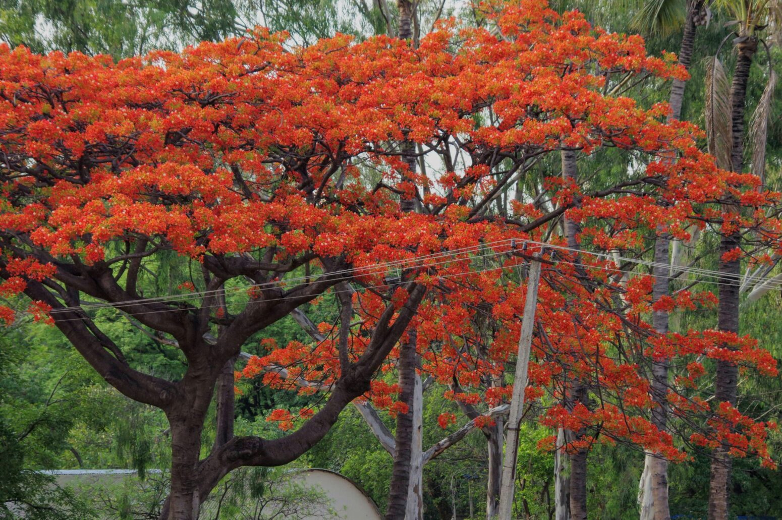 A Gulmohar tree; a thin tree with bright, red-orange flowers on its branches and no leaves