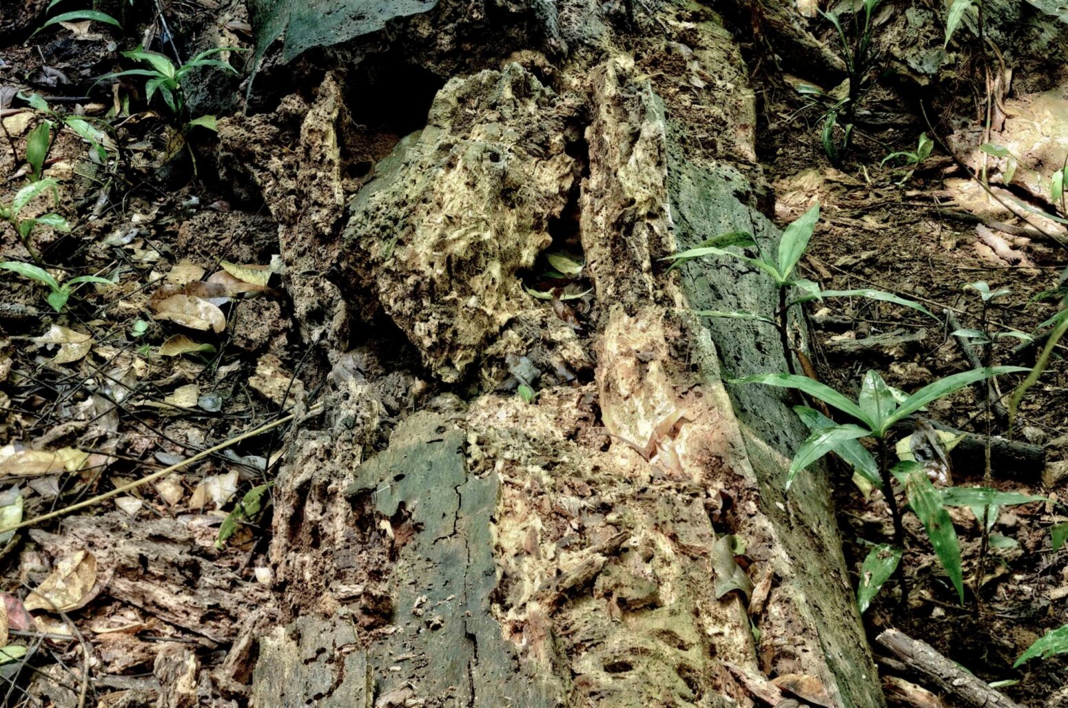 A rotting log sitting on the forest floor
