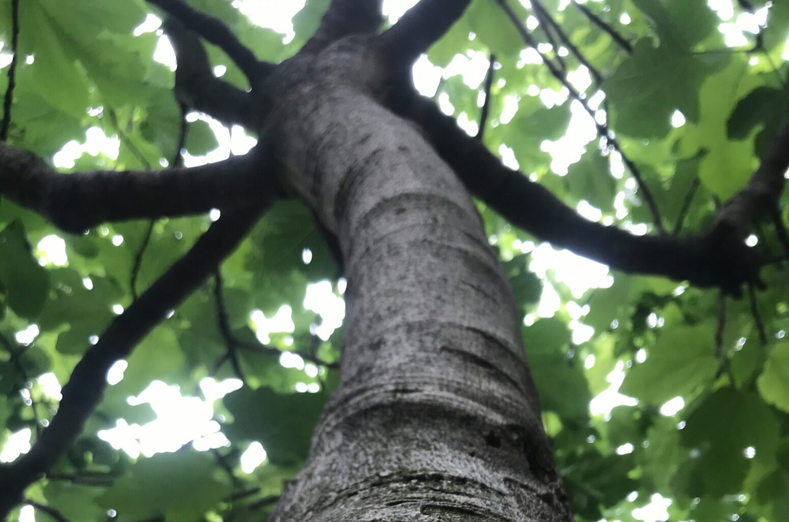 Looking up at the trunk and branches of a fig tree