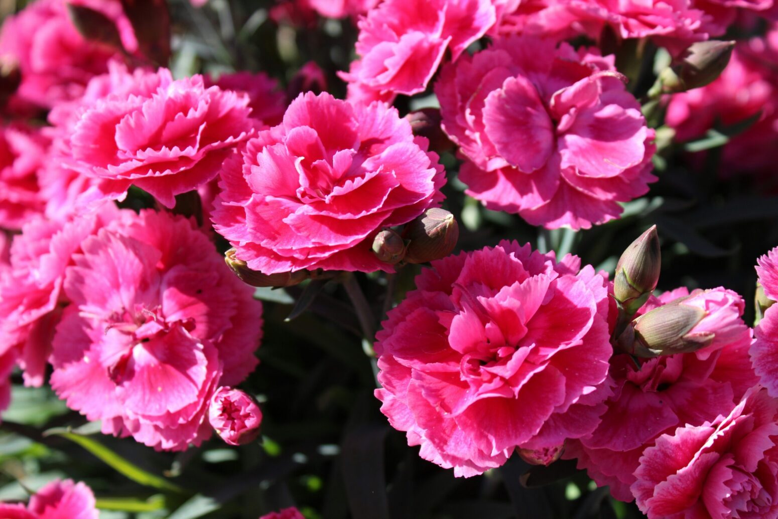 Hot-pink, dianthus flowers. They are fluffy with ruffled petals.