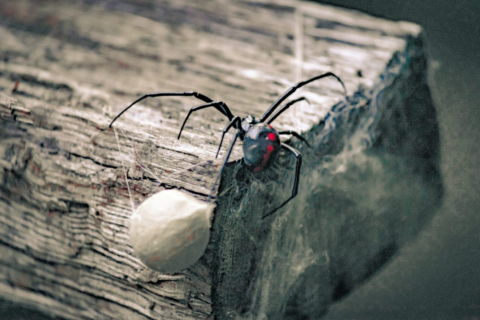 A black widow spider with a sac of eggs hangs off a piece of wood.