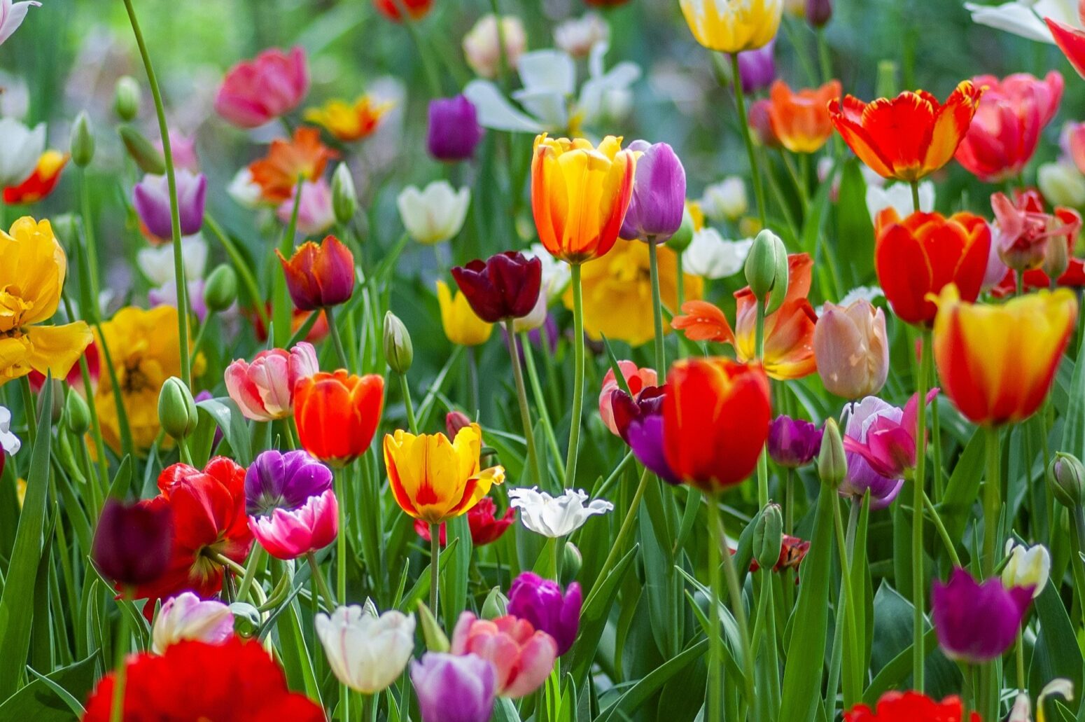 Lots of multi-colored tulips in a field