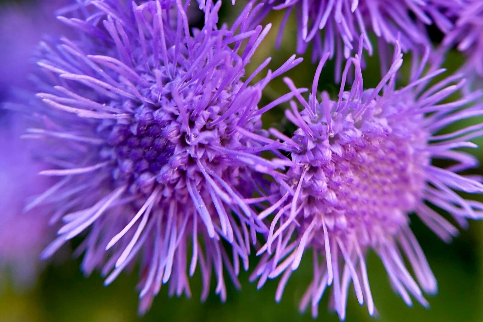 A close-up of two, blue mistflowers; small, purple, spiny flowers