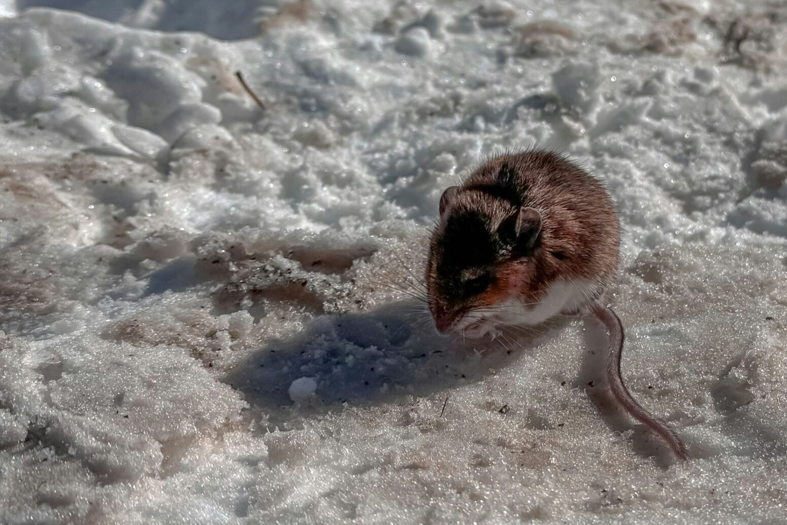 A small, brown mouse sitting in the snow
