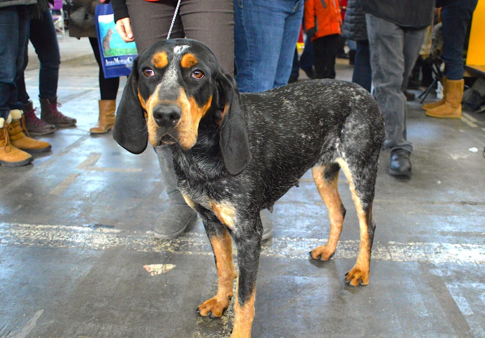 A bluetick coonhound, a dog with black, tan, and white fur. He's on a leash with the legs and feet of people behind him.