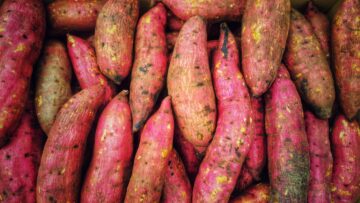 The Yam Reflects
