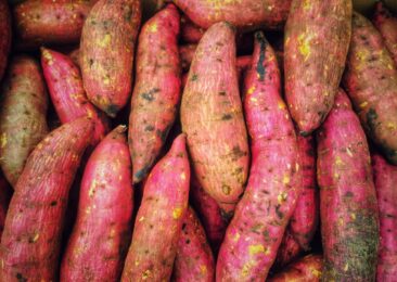 The Yam Reflects
