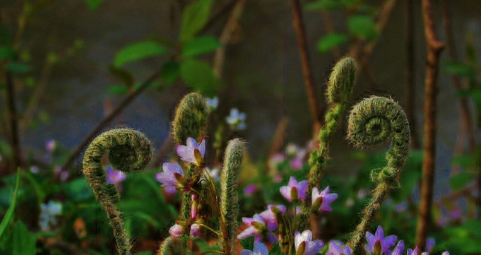 Close-up of five spiraled fiddlehead ferns, with white or light purple blooms blurred among them.