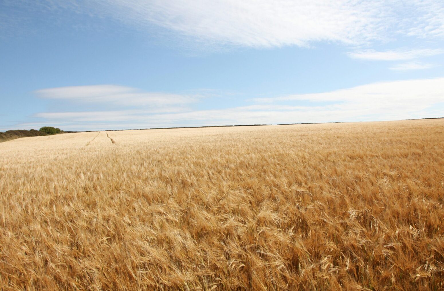 A field of golden-colored wheat blown in different directions by the wind, with trees far in the distance and blue sky with some loose clouds above