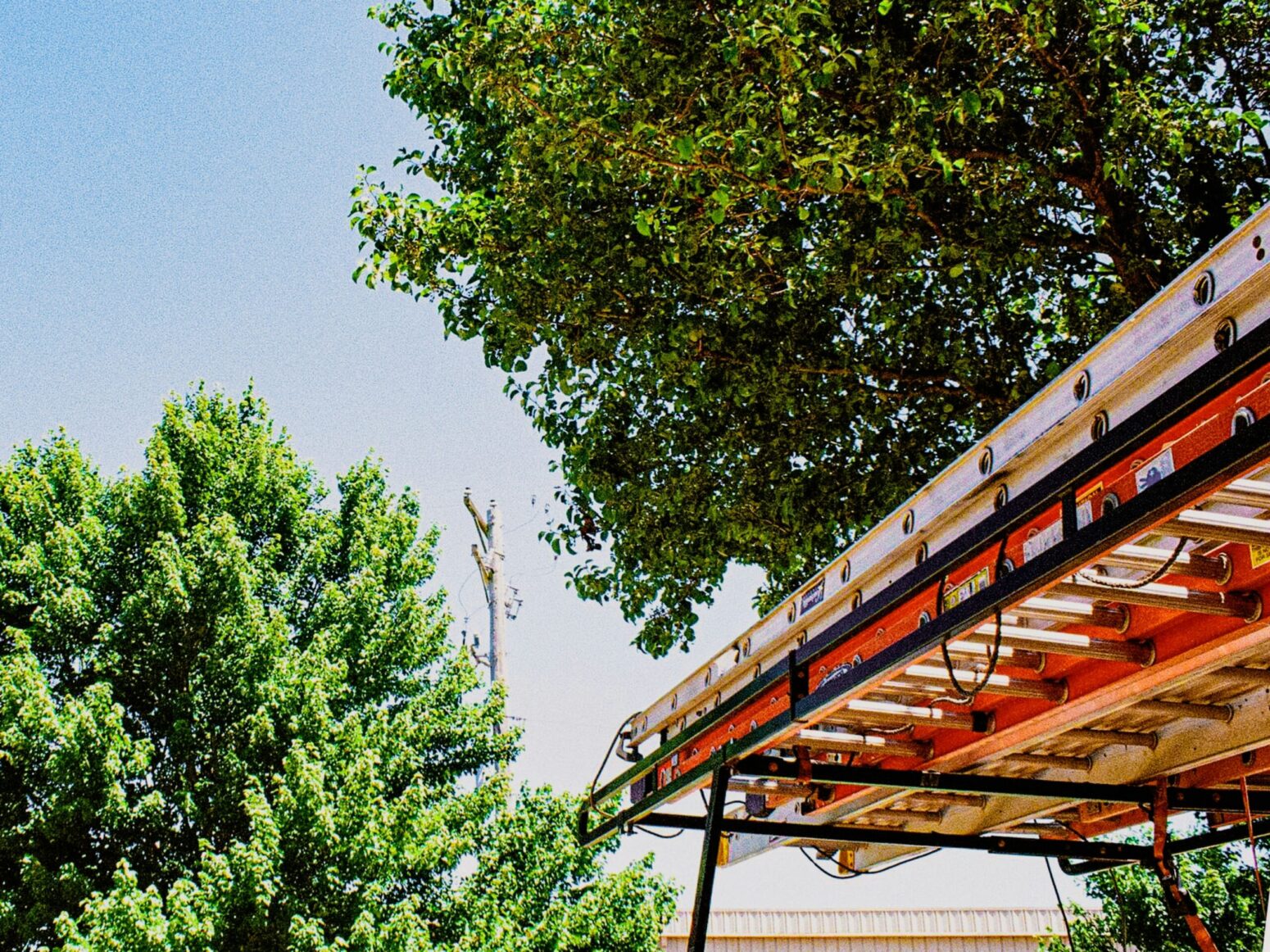 Two trees with a view of the sky and a telephone pole between them. On the right is an orange and silver ladder folded on a rack
