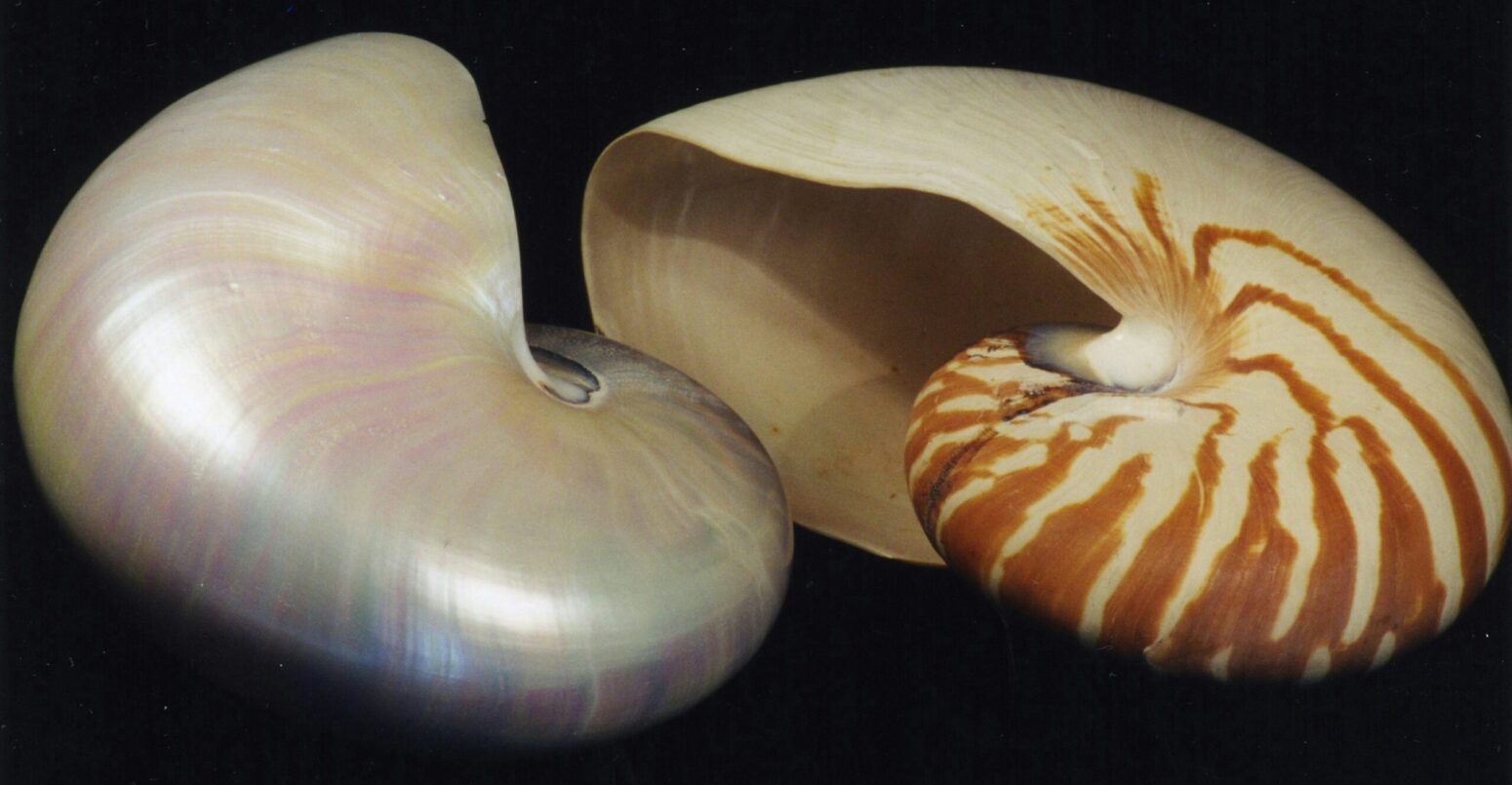 Two nautilus shells, one pearly iridescent and the other orange and beige