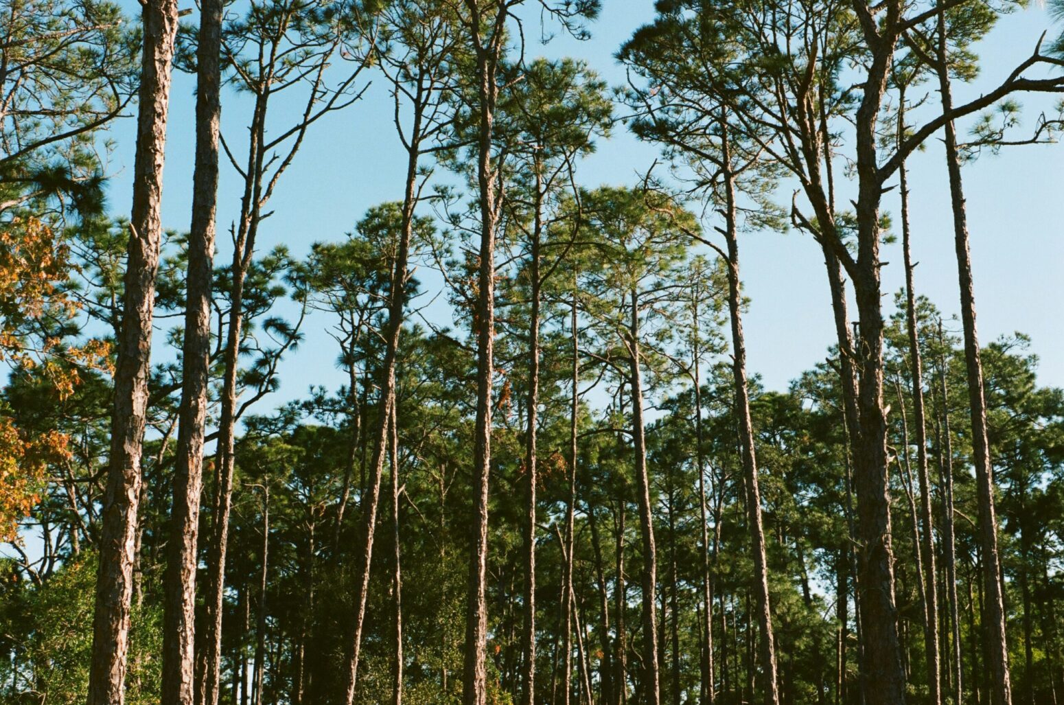 Pine trees with thin trunks and green tops, against a clear blue sky