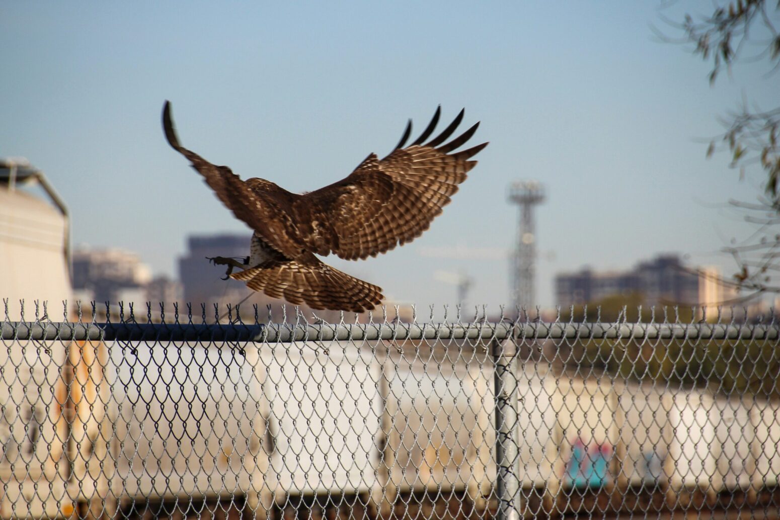 This photograph shows a bird landing on a fence, with buildings being present in the background.