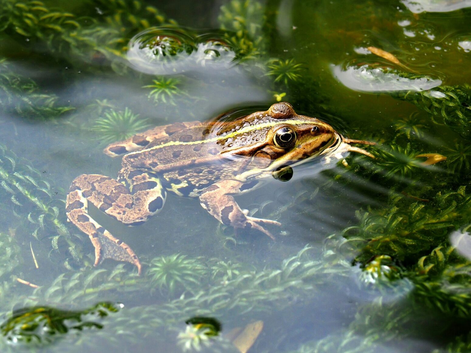 This photograph shows a brown frog in water, surrounded by, what are presumably, green plants.
