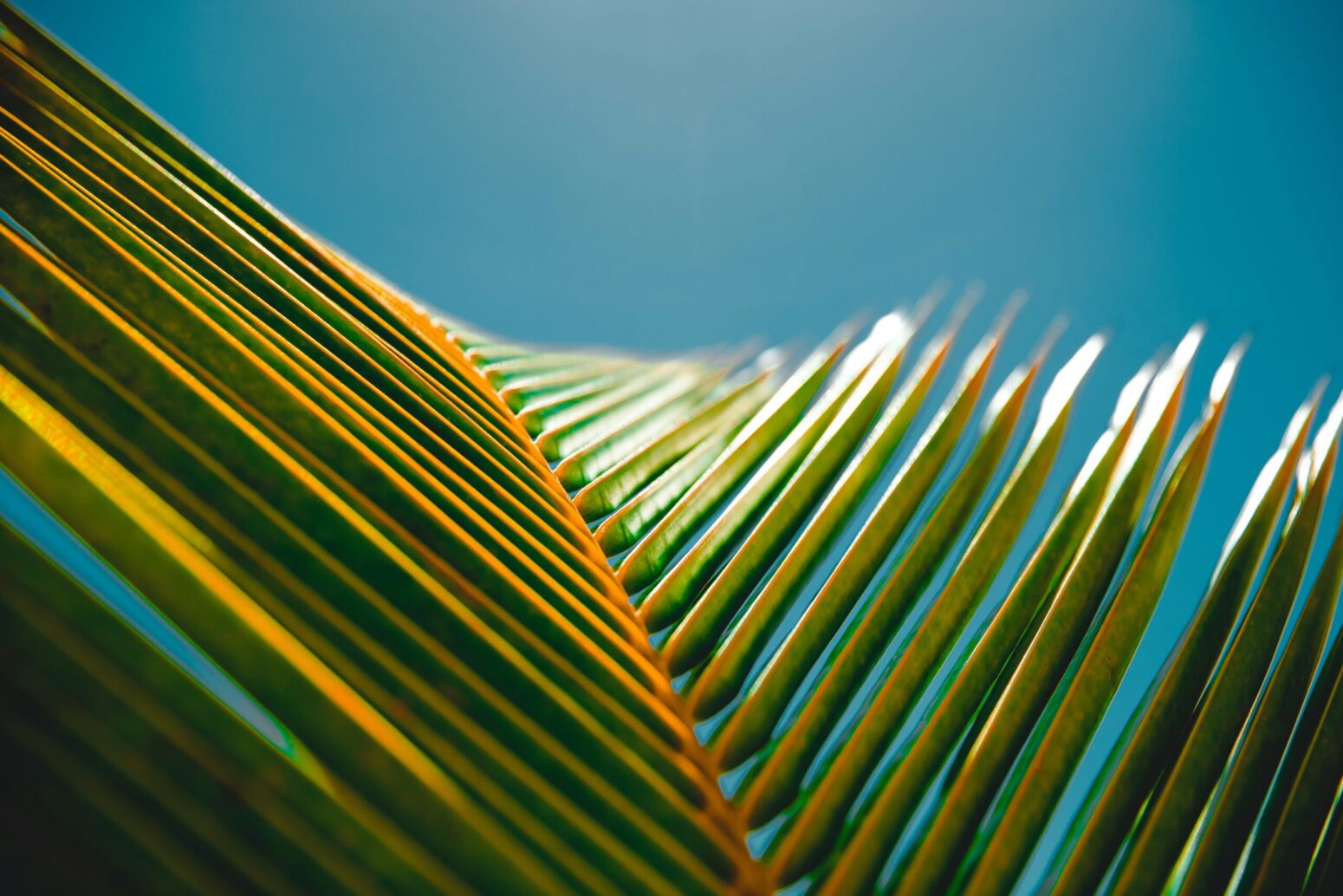 Close up of two parts of a palm leaf, with sunlight on some so that they almost look like book spines