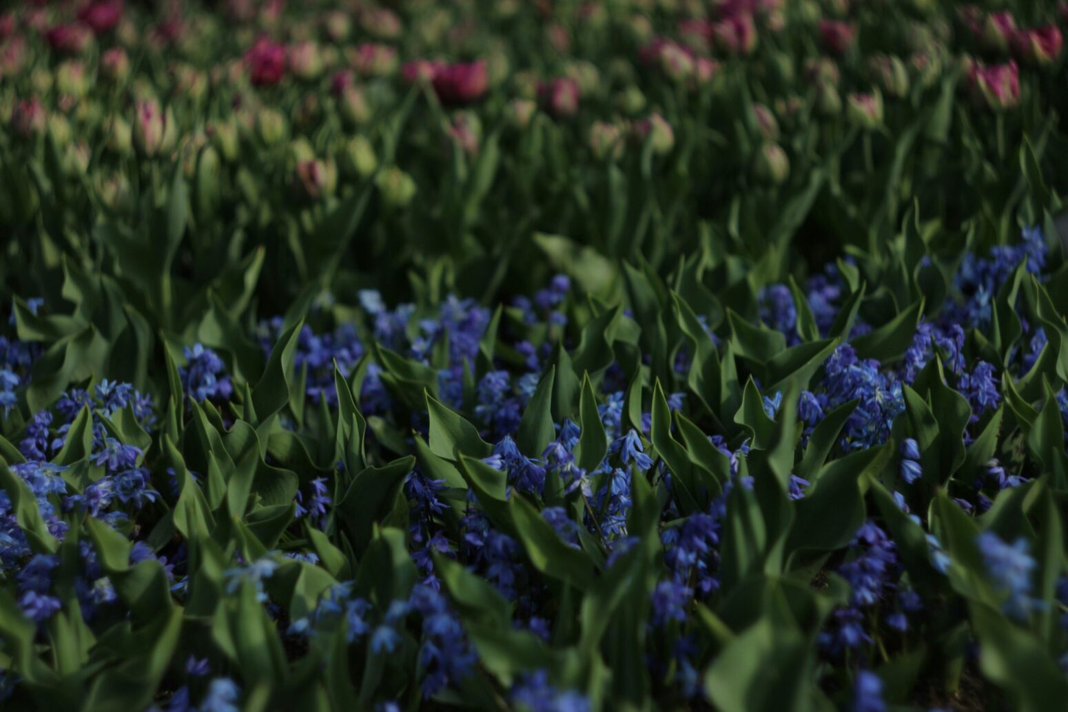 This photograph shows an array of yellow, blue, red, and other flowers on a sea of grass.