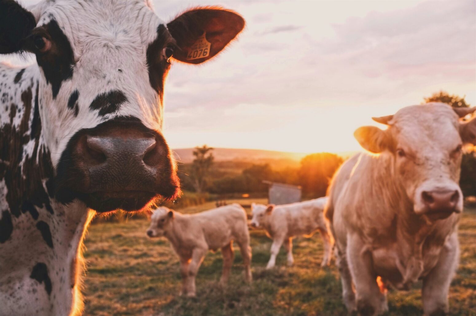 This photograph shows a farm with several cows, the sunset being in the background. The sunset paints a golden hue on the cows and the farm.