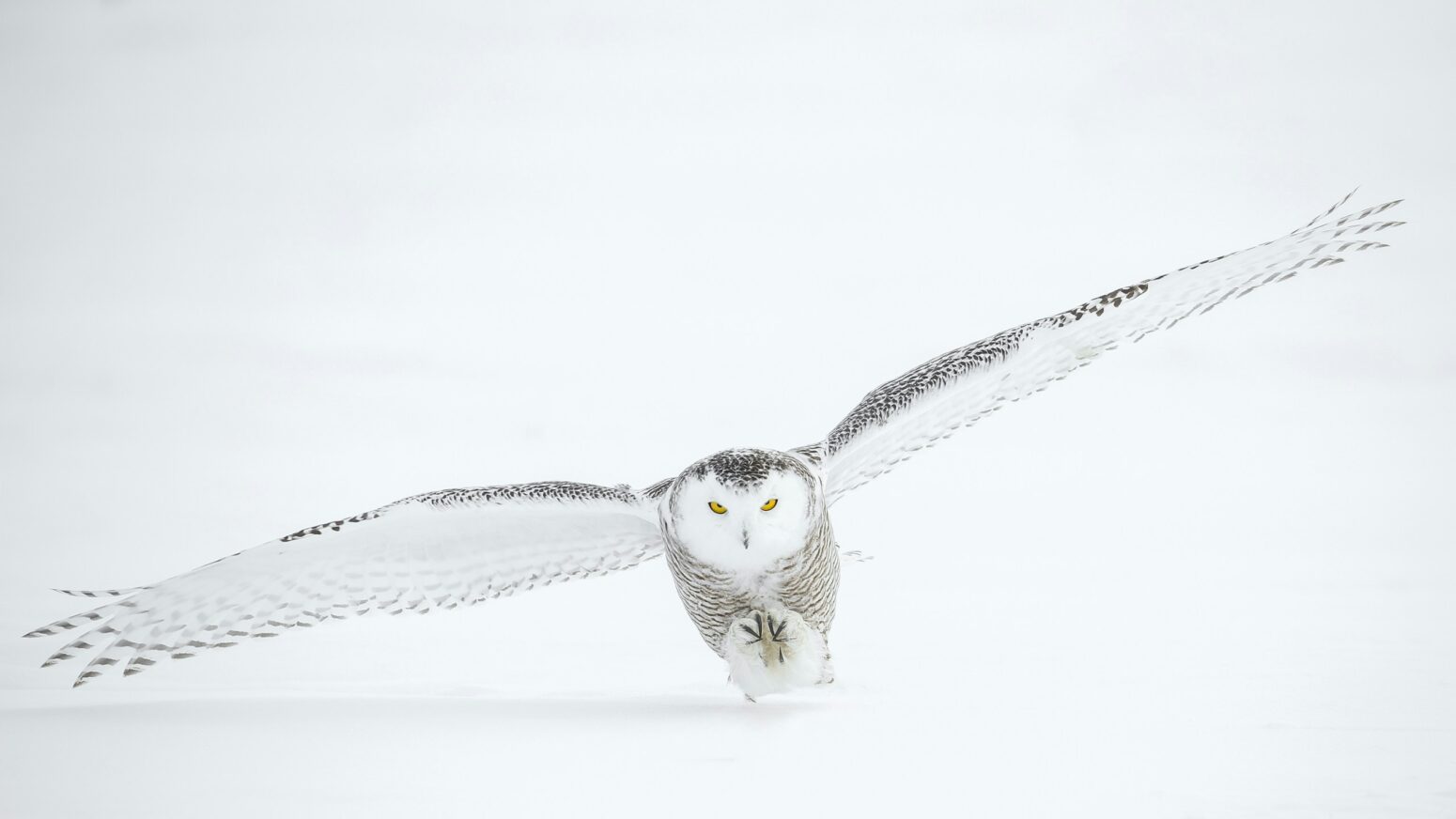 This photo shows an owl beginning to fly.