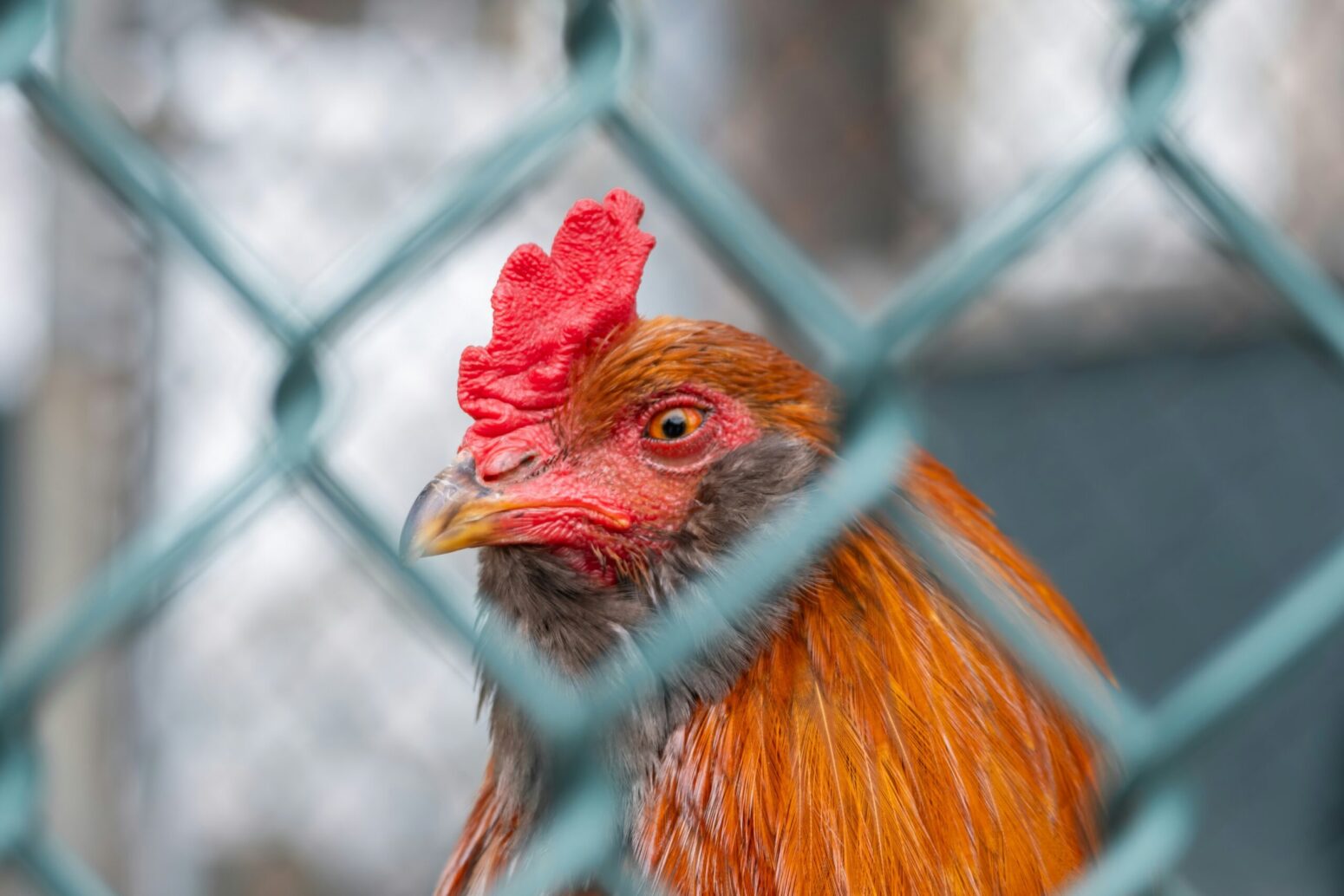 This photograph shows a chicken up-close, behind a metal fence.