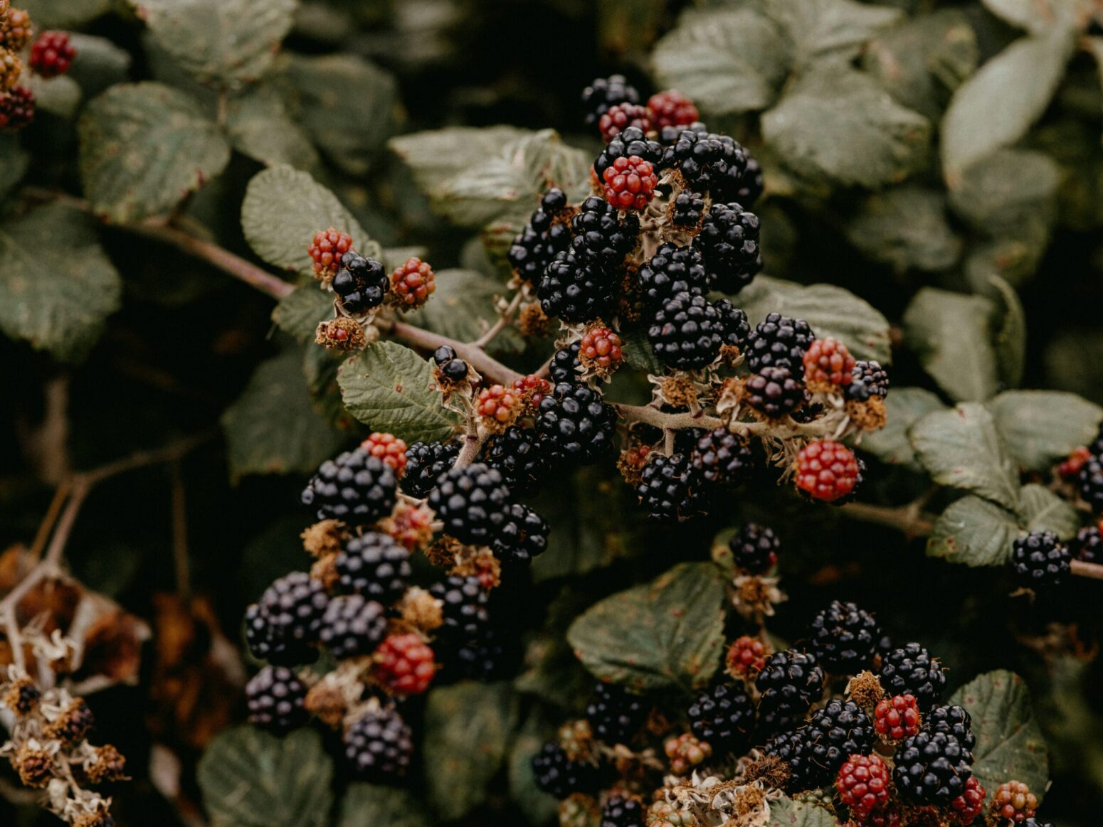 This photograph shows a blackberry tree with new and old blackberry's on the small branches of the blackberry tree.