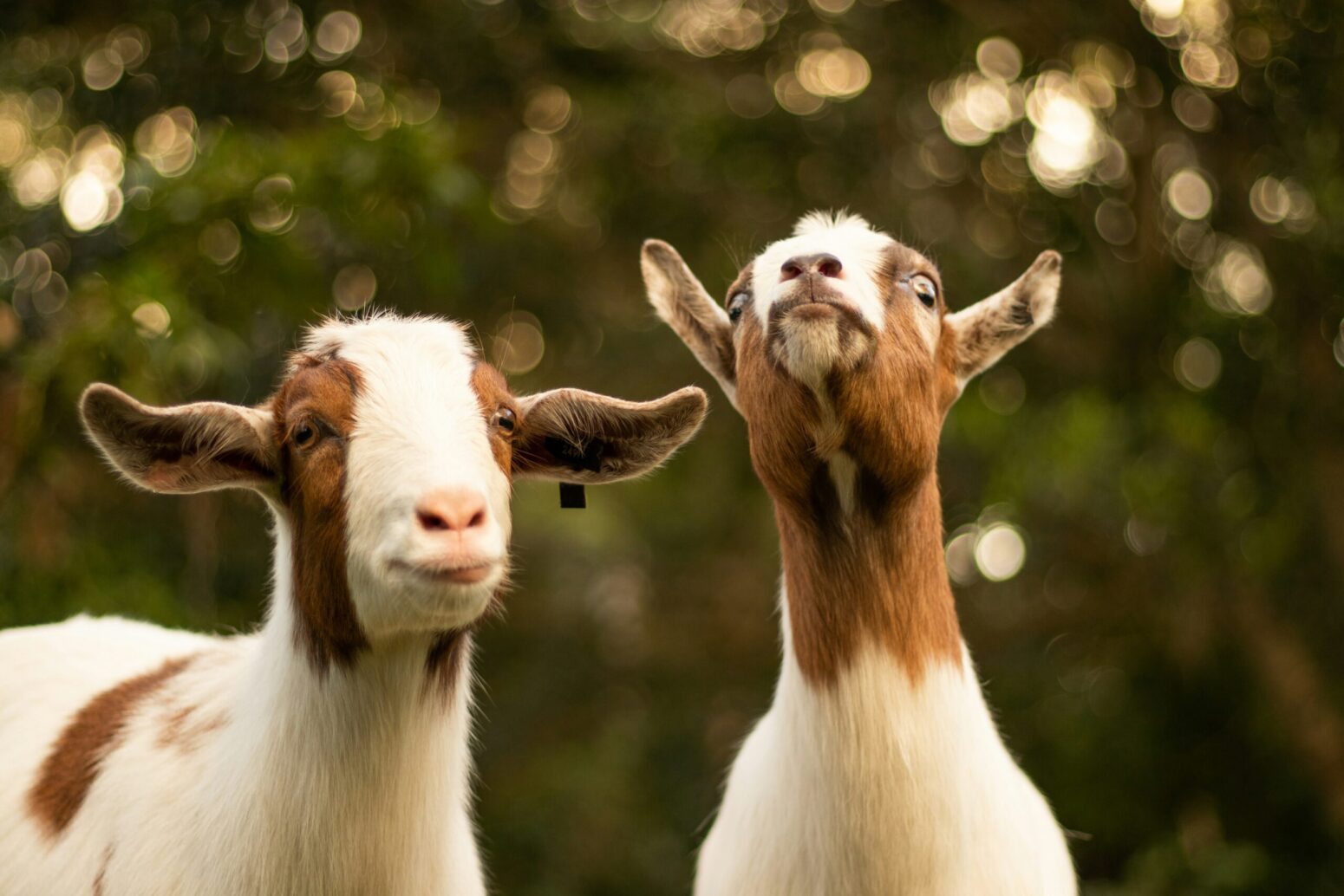 This photograph shows a blurred forest in the background with the two goats being the center of this photograph.