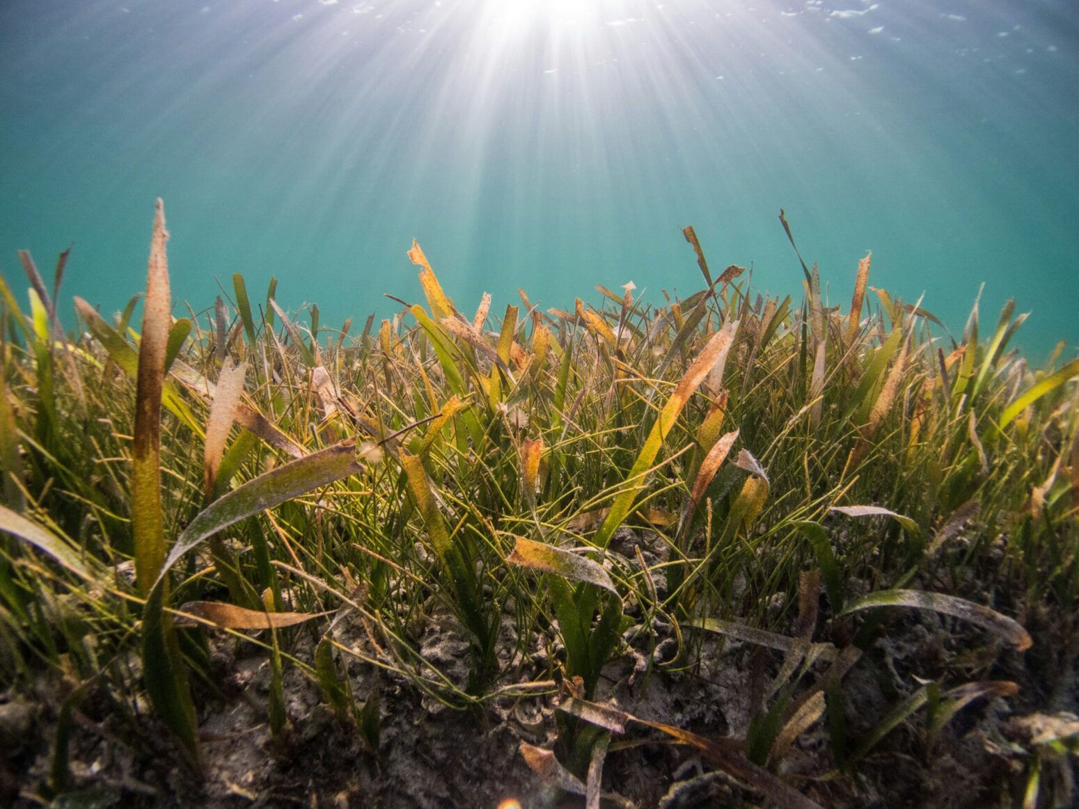 This photograph shows a ray of sunshine beaming on a seafloor of seagrass.