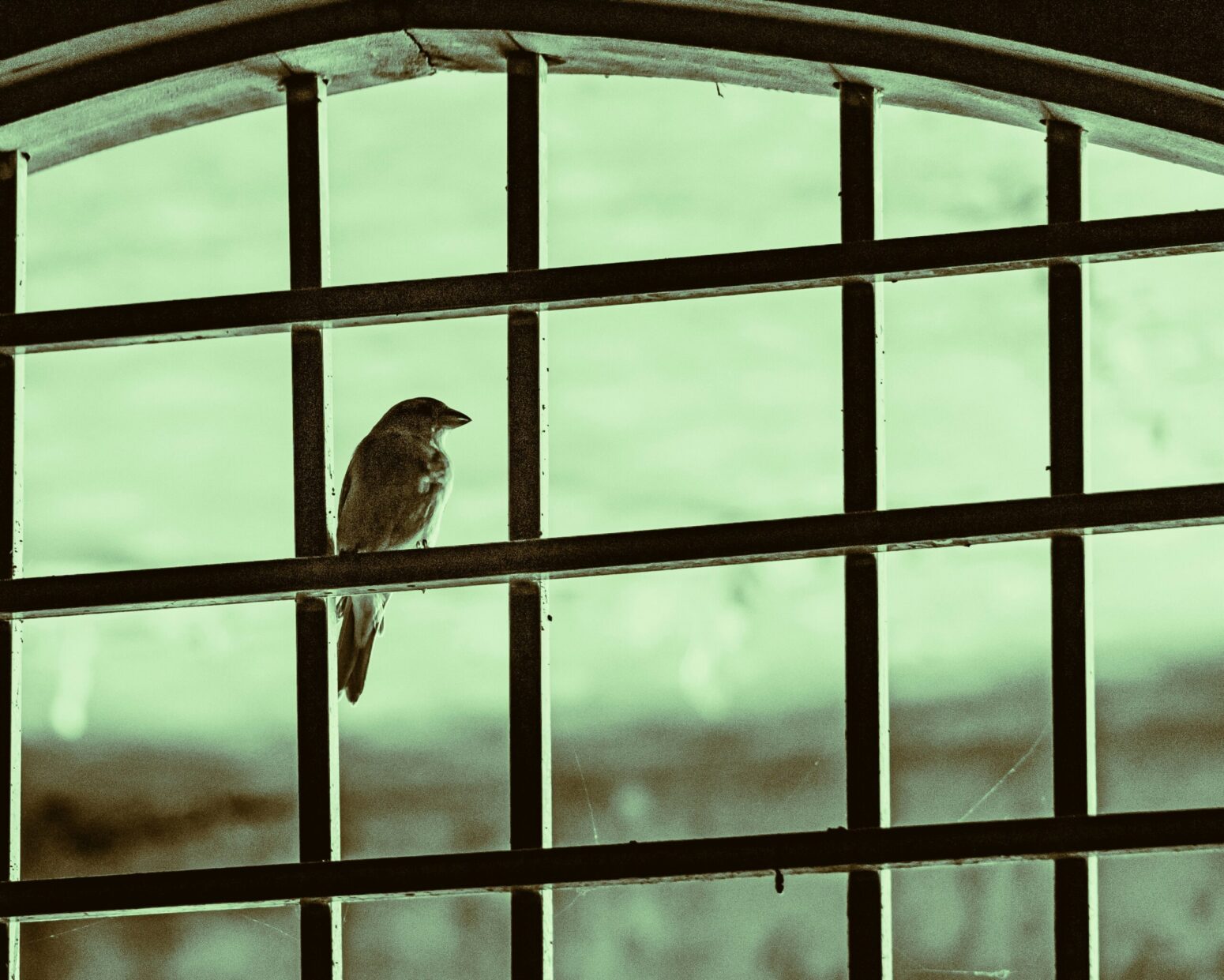 This photograph shows a sparrow looking out of a screened-in porch, of sorts.