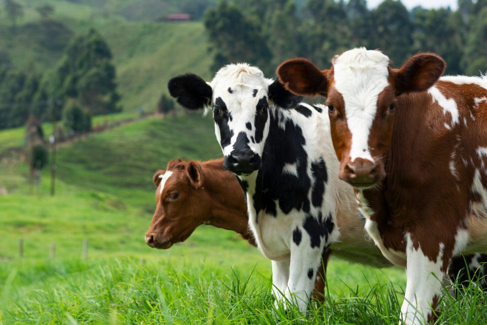 This photograph shows a hill with plenty of scene for greenery, with the main focus of this photograph being the cattle looking at the camera.