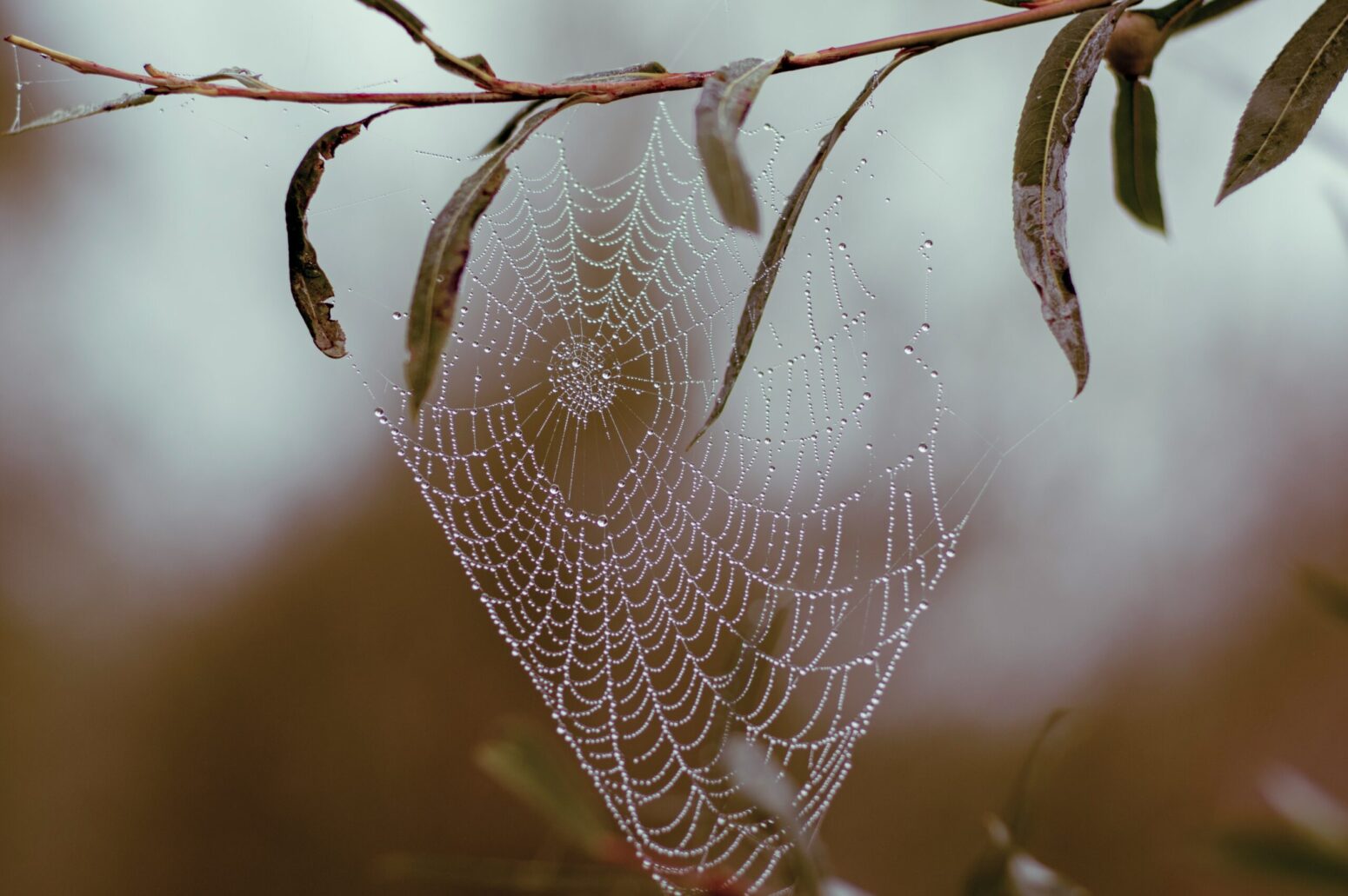 This photograph shows a spiderweb with raindrops on it hanging on a branch.