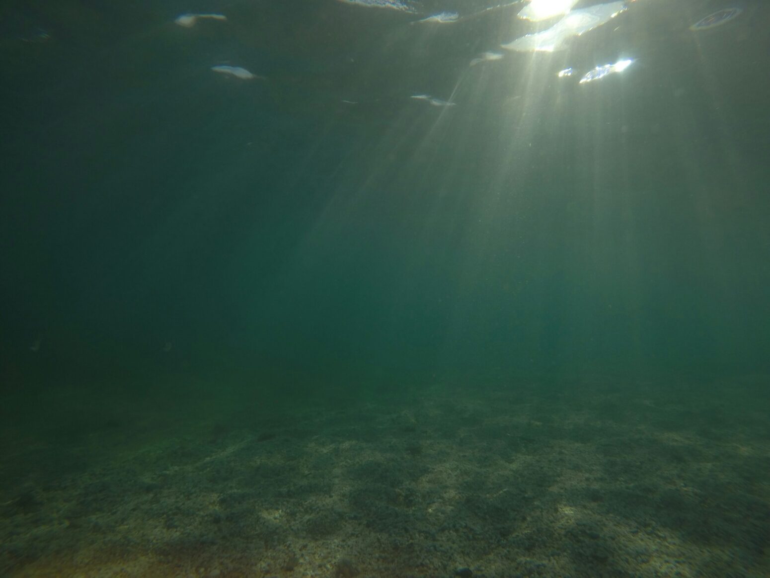 This photograph shows itself submerged underwater with a ray of light peaking from the surface.