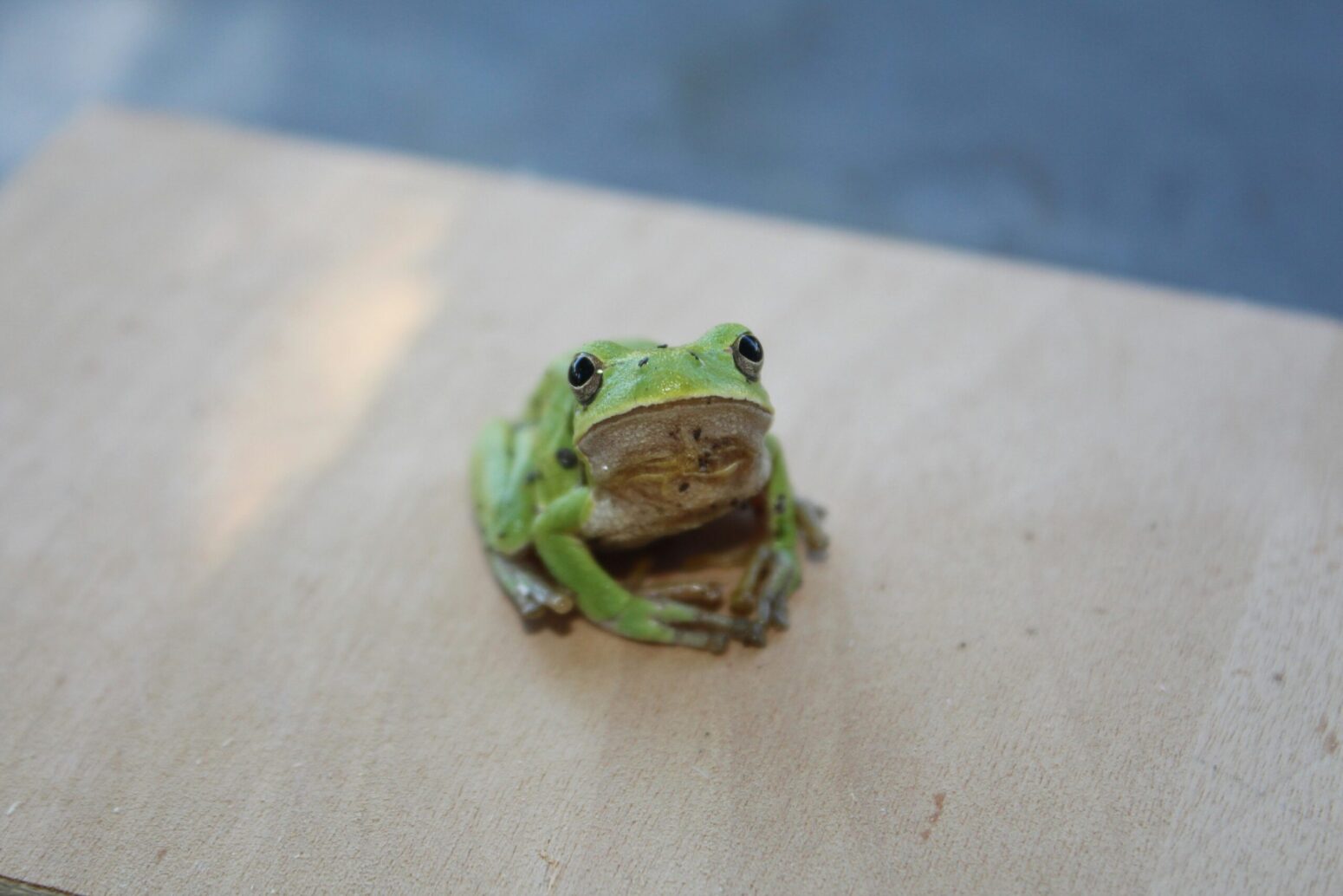 This photograph shows a frog looking into the camera.