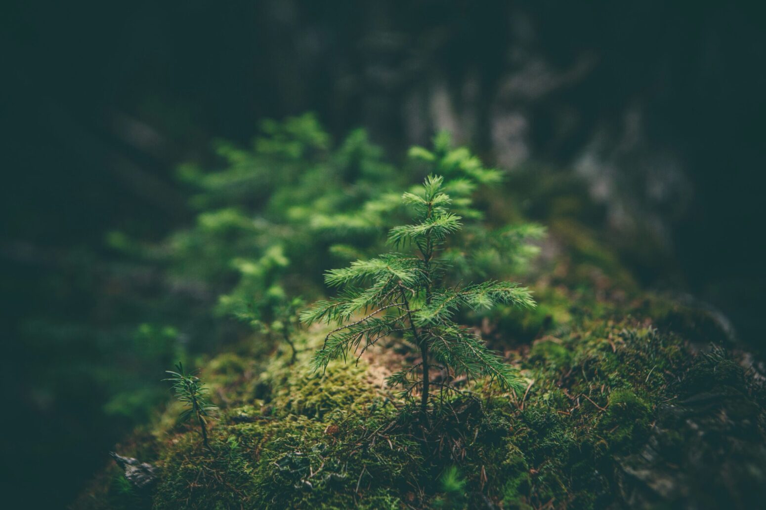 This photograph shows a blurred close-up of wilderness and nature.