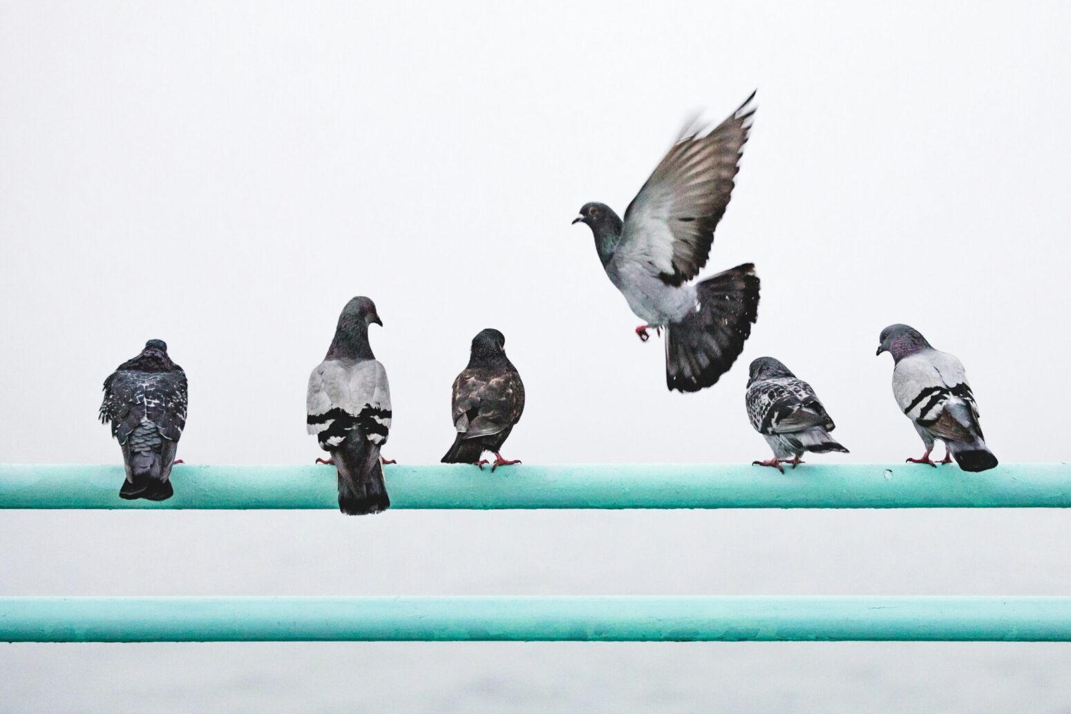 This photograph shows multiple pigeons sitting on a green pole.