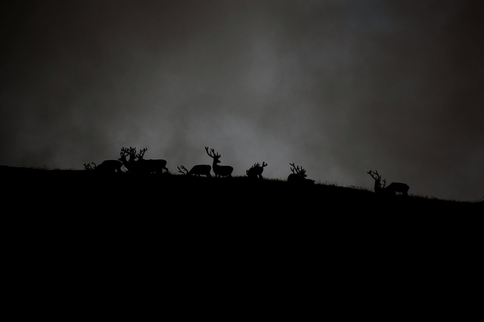This photograph shows the shadow of multiple deer, presumably, over a hill or small mountain.