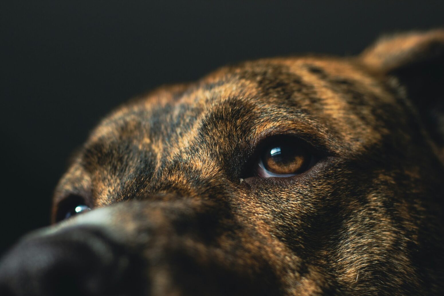 dog staring into space