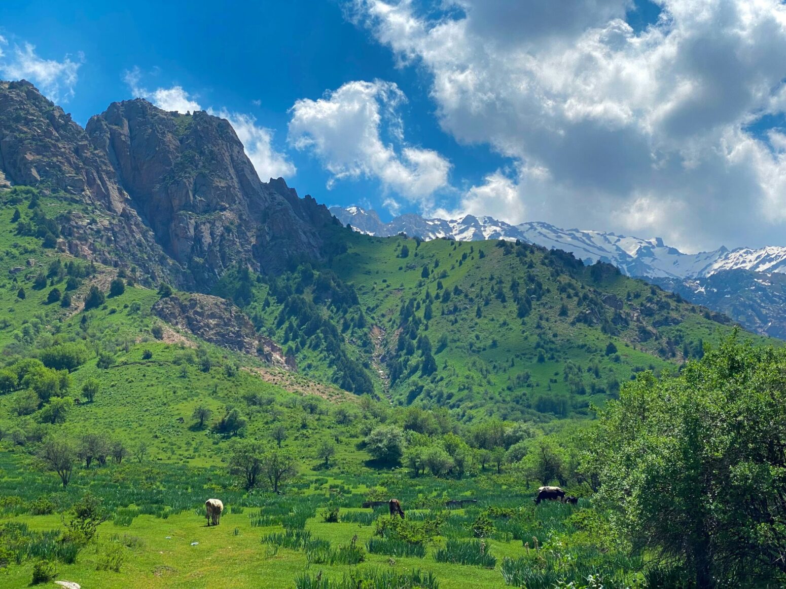 This photograph shows lots of hills and greenery with animals being seen in the photograph.