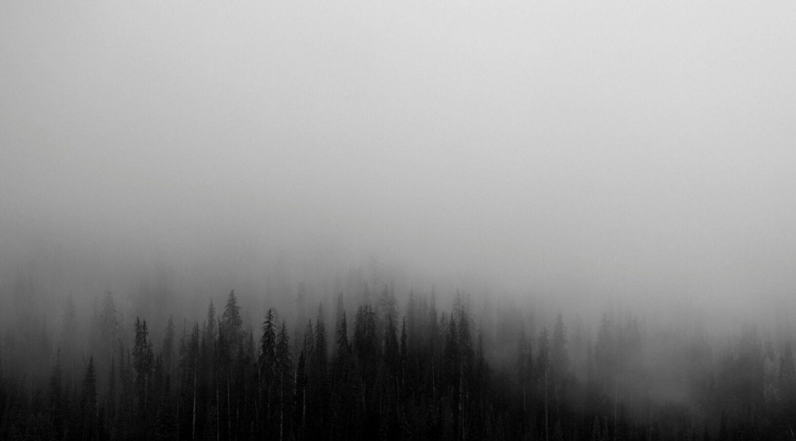 This photograph shows a forest covered in fog and mist, with the sky being painted in an eerie gray.