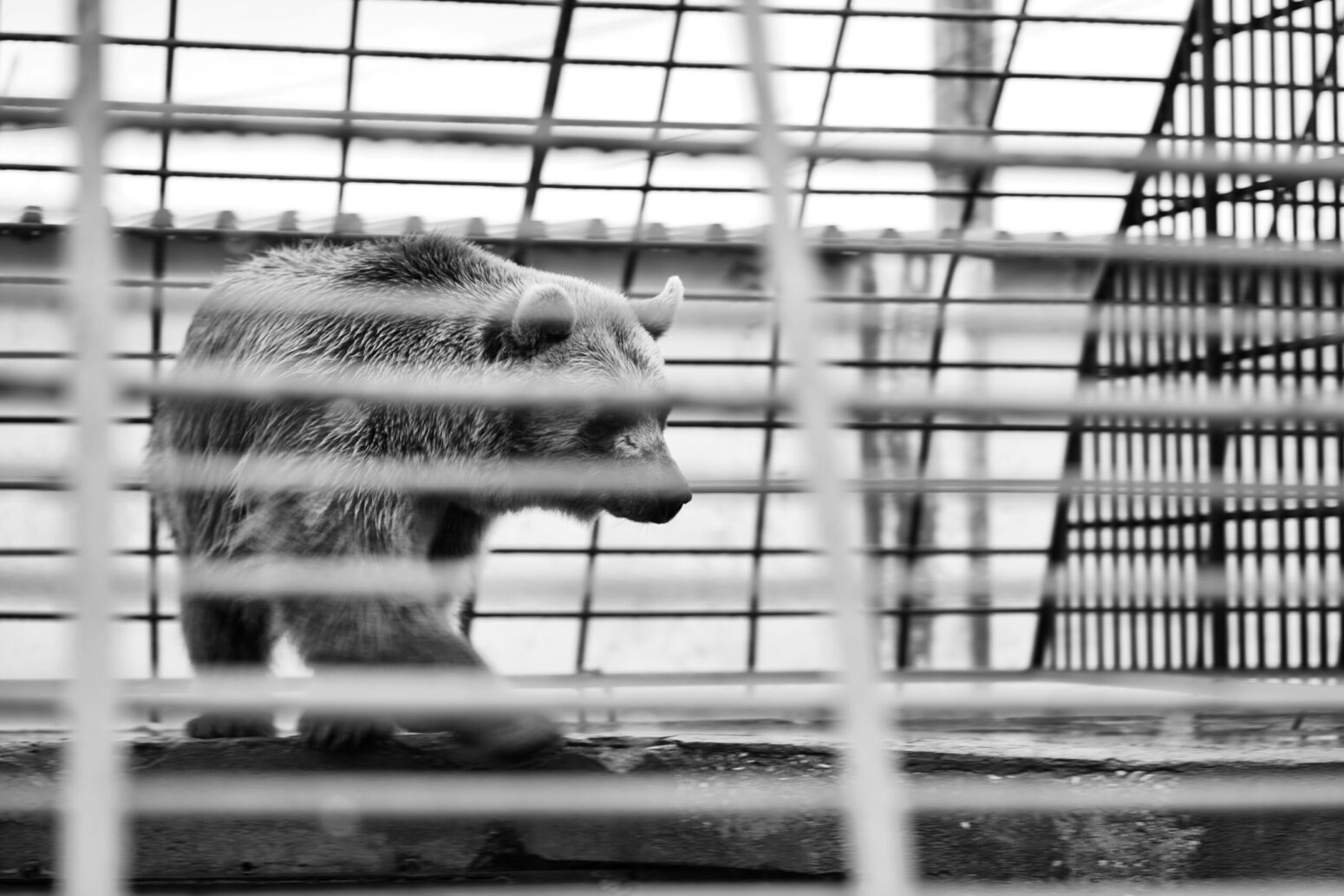 black and white image of a bear in a cage